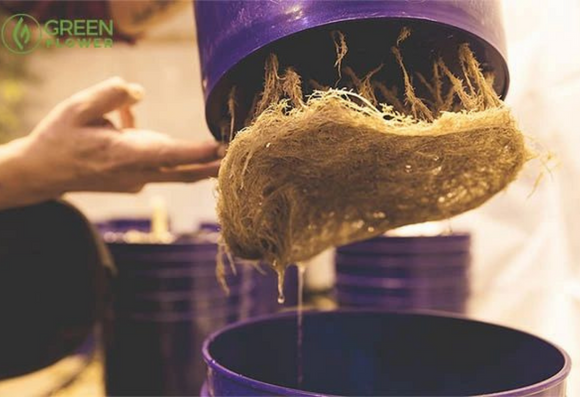 10 Things You Never Knew About Cannabis Roots